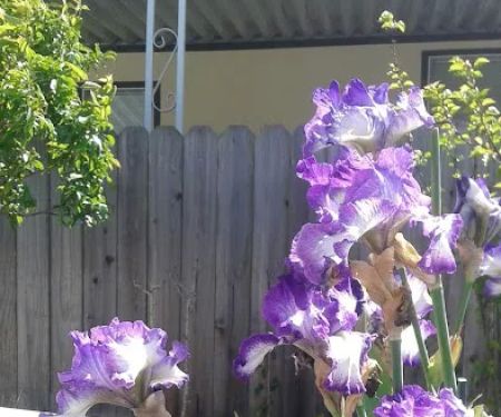 Cypress Square Mobile Home Park