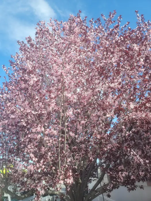 Sunrise Mobile Park Picture 4