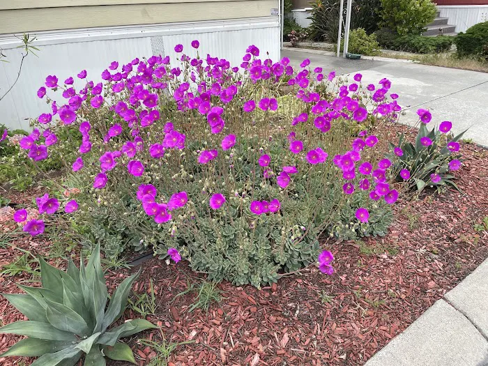 Mission Bay Picture 9