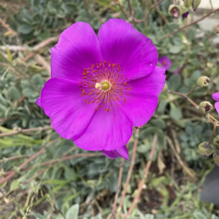 Mission Bay Picture 8