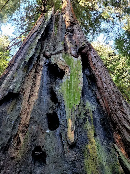 Cotillion Gardens RV Park Picture 4