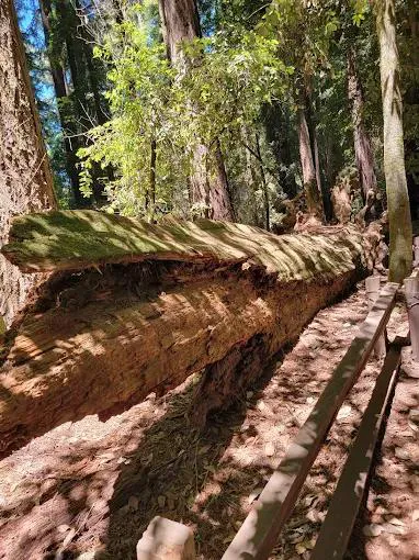 Santa Cruz Redwoods RV Resort Picture 7