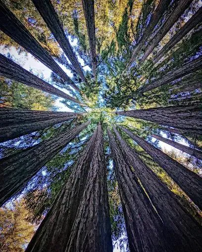 Santa Cruz Redwoods RV Resort Picture 5