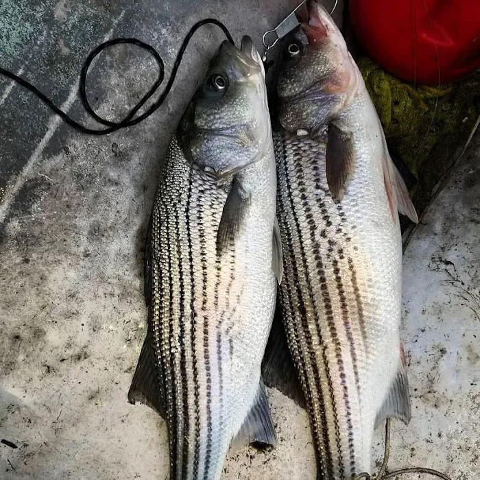 Two Rivers RV Park Picture 10