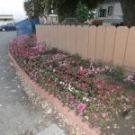 Charter Way Mobile Home Park