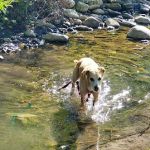 Royal Sierra Mobile Home Park