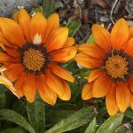 West Wind Mobile Home Park