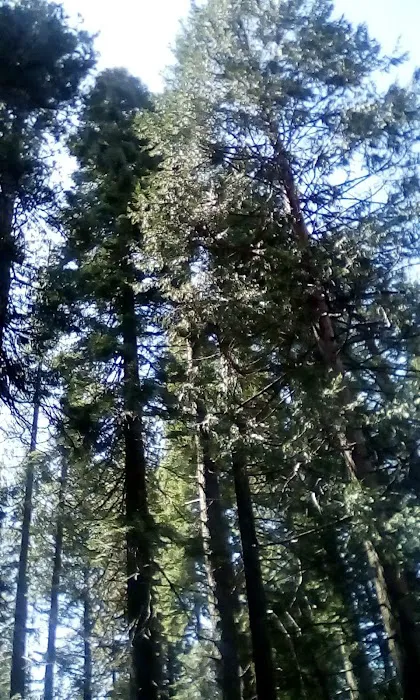 Shady Rest Mobile Home Park Picture 1