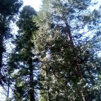 Shady Rest Mobile Home Park ico