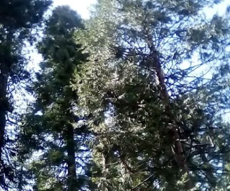 Shady Rest Mobile Home Park