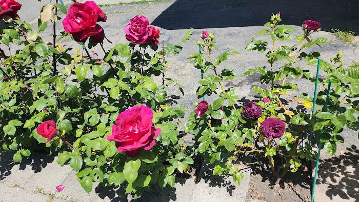 Idle Wheels Picture 2