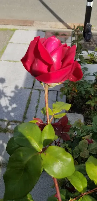 Idle Wheels Picture 1