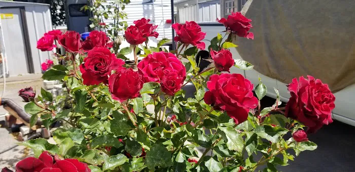 Idle Wheels Picture 9