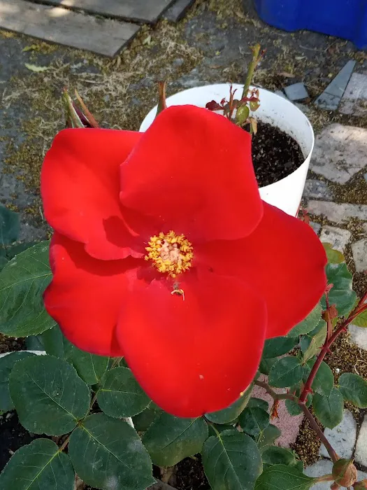 Idle Wheels Picture 7