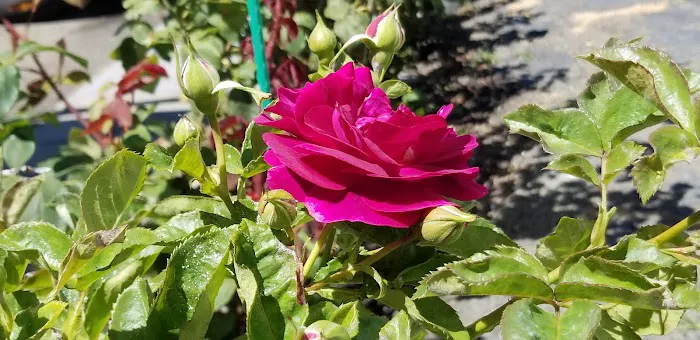 Idle Wheels Picture 10