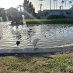 Dalis Gardens Mobilehome Park