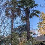 Trees Mobile Home Park