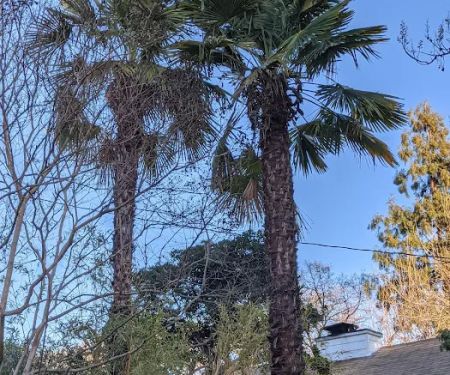 Trees Mobile Home Park