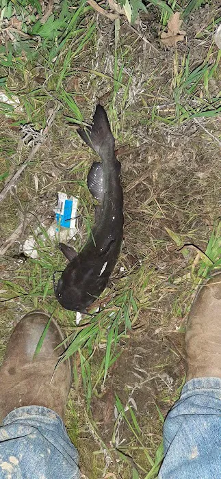 Catfish Camp Picture 4