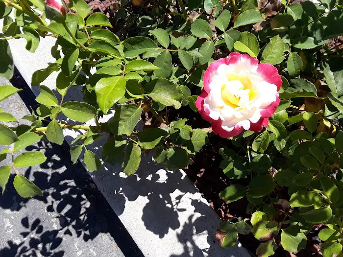 Silverwood Mobile Home Park Picture 5