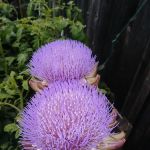 RV Park of San Rafael lo un k