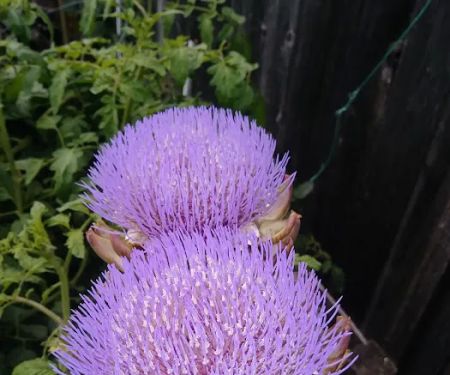 RV Park of San Rafael lo un k