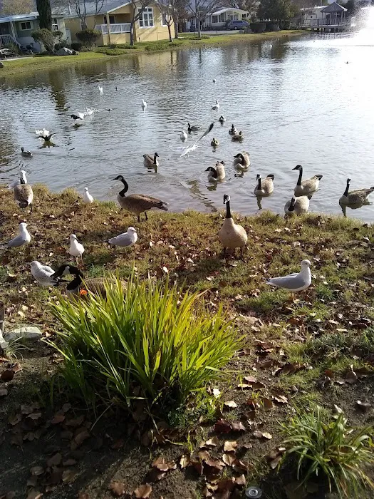 Contempo Marin Picture 5