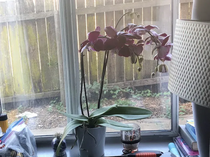 Contempo Marin Picture 7