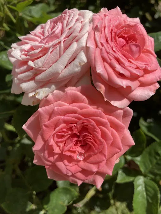 Three Palms Mobile Estates (Senior) Picture 4