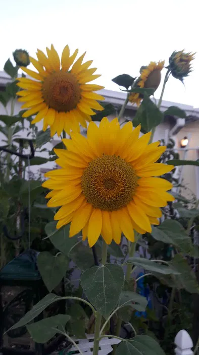 Three Palms Mobile Estates (Senior) Picture 6