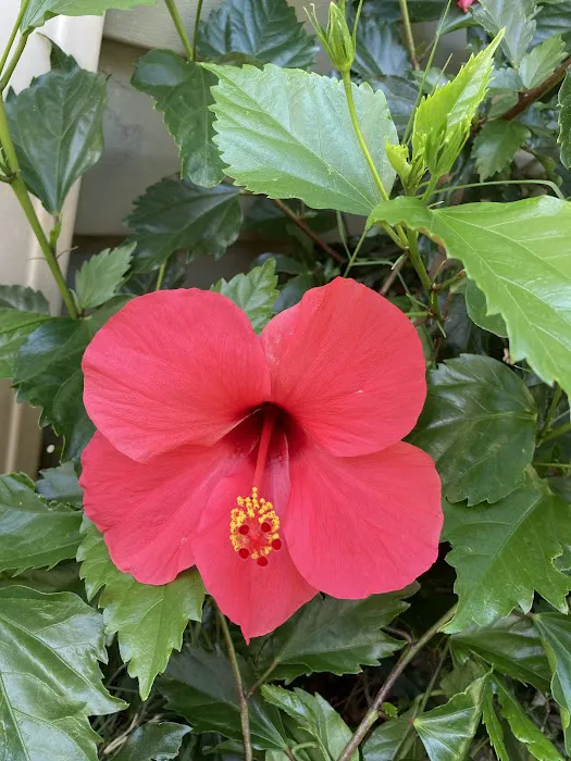 Three Palms Mobile Estates (Senior) Picture 5