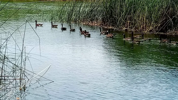 Lodi Lake Picture 1