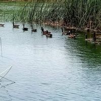 Lodi Lake ico