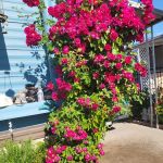 Trieweiler Mobile Home Park