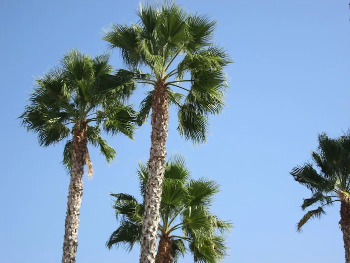 Country Squire Estates Mobile Home Park Picture 7