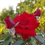 Littlewoods Mobile Villa