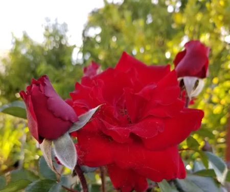 Littlewoods Mobile Villa