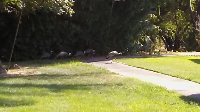 Cedarwood Mobile Home Park Picture 6