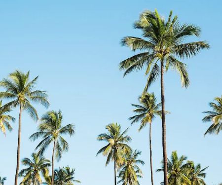 Holiday Mobile Village - 55+ Mobile Home Park