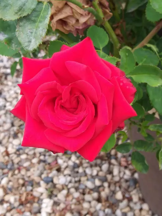 Casa De Flores Picture 5