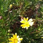 Big Oak Trailer Park