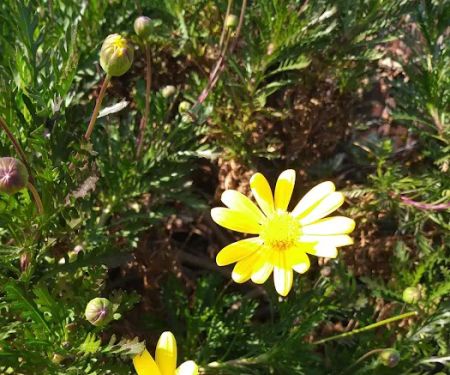 Big Oak Trailer Park