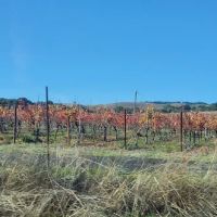 Seven Flags of Sonoma Mobile ico