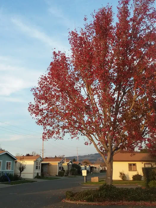 Royal Oaks Senior Mobile Home Picture 8