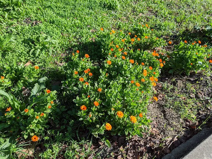 Petaluma Estates Picture 1
