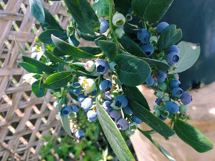 Rancho Feliz Mobile Home Park Picture 6