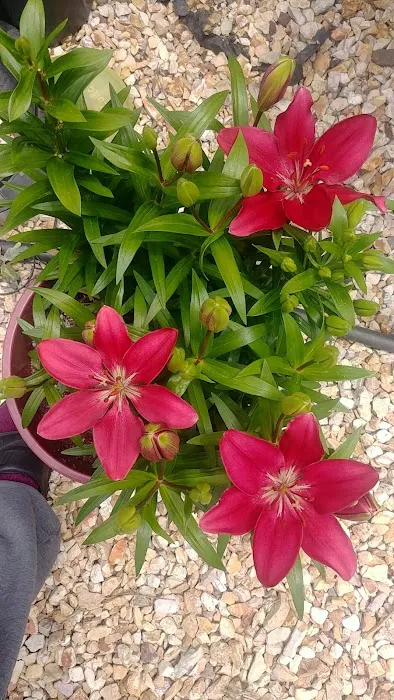 Rancho Feliz Mobile Home Park Picture 5