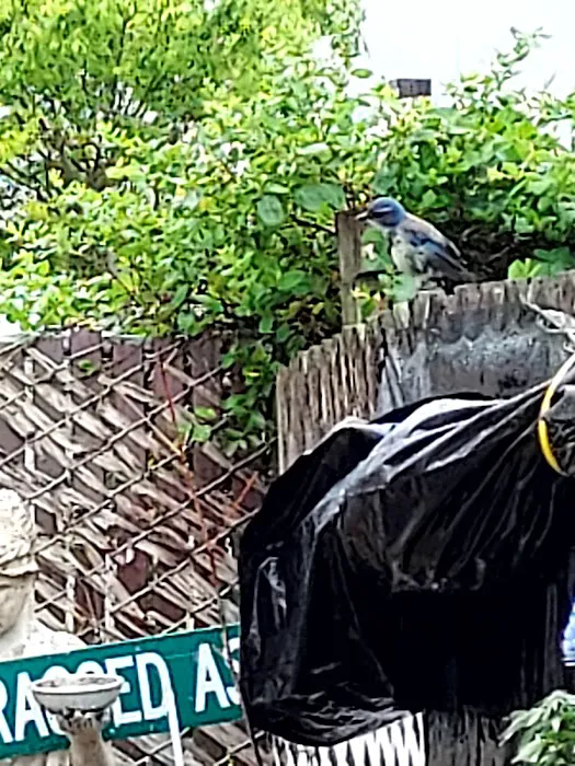 Rancho Feliz Mobile Home Park Picture 7