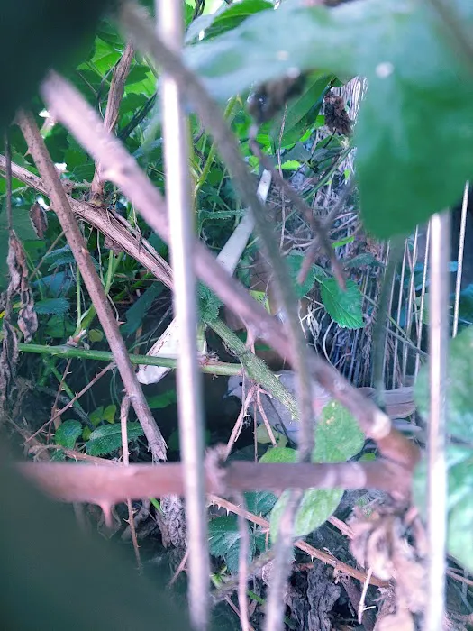 Rancho Feliz Mobile Home Park Picture 8