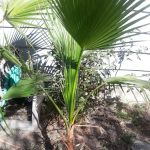 Casa De Amigo's Mobile Home Park